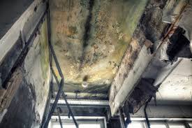 Best Mold Documentation for Insurance Claims  in Tarentum, PA